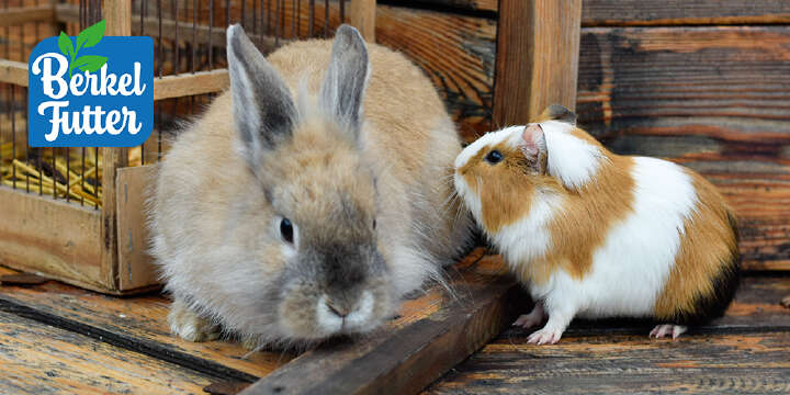 Kaninchen und Meerschweinchen Einstiegsbanner
